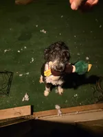Willow, a female Bordoodle for sale in Johnson City, TN – 1 of 2