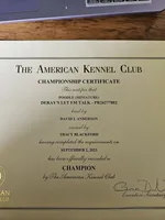 Zaxby. AKC Champion , a male Poodle - Miniature  for sale in Aragon, GA – Photo 3 of 4