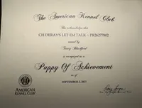Zaxby. AKC Champion , a male Poodle - Miniature  for sale in Aragon, GA – 4 of 5