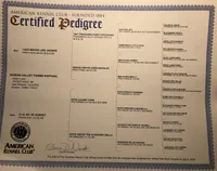 Zaxby. AKC Champion , a male Poodle - Miniature  for sale in Aragon, GA – Photo 4 of 4