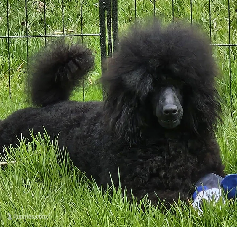 Zaxby. AKC Champion  – Poodle - Miniature  puppy for sale in Aragon, GA