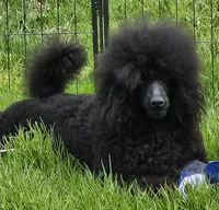 Zaxby. AKC Champion , a male Poodle - Miniature  for sale in Aragon, GA – Photo 1 of 4