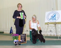 Zaxby. AKC Champion , a male Poodle - Miniature  for sale in Aragon, GA – Photo 2 of 4