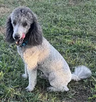 Dakota, a male Poodle - Standard  for sale in Aragon, GA – Photo 5 of 7