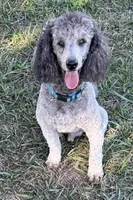 Dakota, a male Poodle - Standard  for sale in Aragon, GA – Photo 2 of 7