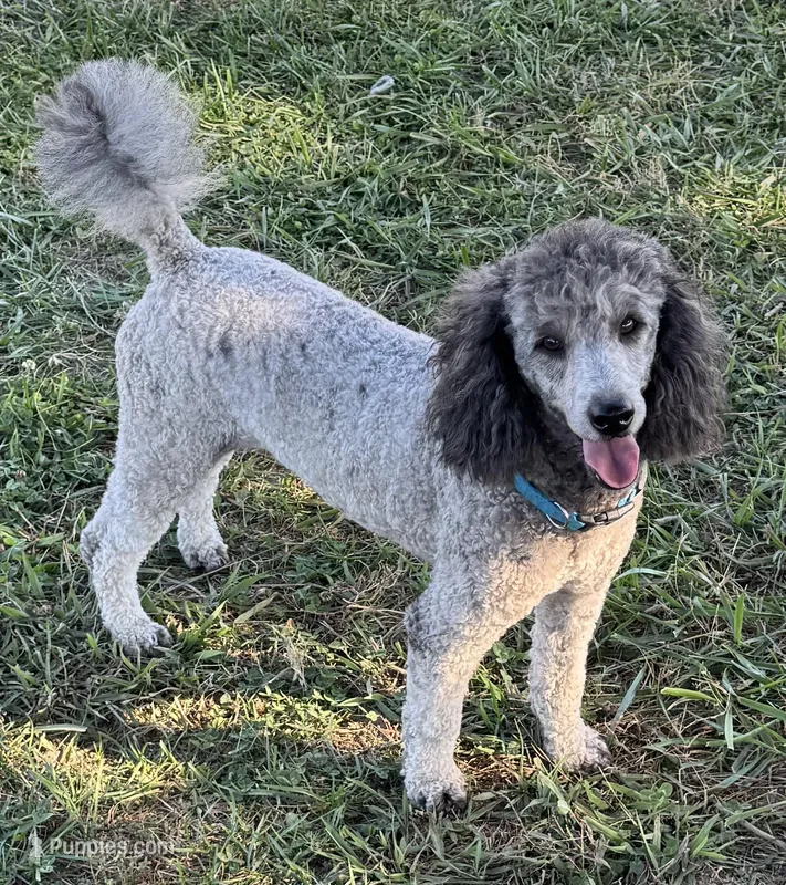 Dakota – Poodle - Standard  puppy for sale in Aragon, GA