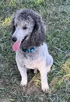 Dakota, a male Poodle - Standard  for sale in Aragon, GA – Photo 4 of 7