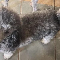 Dakota. PENDING, a male Poodle - Miniature  for sale in Aragon, GA – Photo 5 of 6