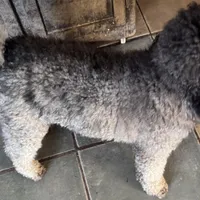 Dakota. PENDING, a male Poodle - Miniature  for sale in Aragon, GA – Photo 6 of 6