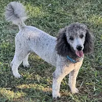 Dakota. PENDING, a male Poodle - Miniature  for sale in Aragon, GA – Photo 1 of 6