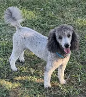 Dakota, a male Poodle - Miniature  for sale in Aragon, GA – Photo 1 of 6