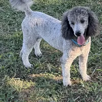 Dakota. PENDING, a male Poodle - Miniature  for sale in Aragon, GA – Photo 4 of 6