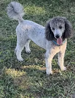 Dakota, a male Poodle - Miniature  for sale in Aragon, GA – Photo 4 of 6