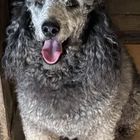 Dakota. PENDING, a male Poodle - Miniature  for sale in Aragon, GA – Photo 3 of 6