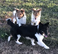 Zoe        **DNA CLEAR**, a female Shetland Sheepdog for sale in Aragon, GA – Photo 4 of 4
