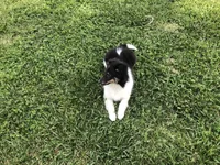 Zoe        **DNA CLEAR**, a female Shetland Sheepdog for sale in Aragon, GA – Photo 3 of 4