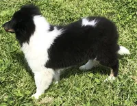 Zoe        **DNA CLEAR**, a female Shetland Sheepdog for sale in Aragon, GA – Photo 2 of 4