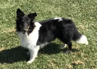 Zoe        **DNA CLEAR**, a female Shetland Sheepdog for sale in Aragon, GA – Photo 1 of 4