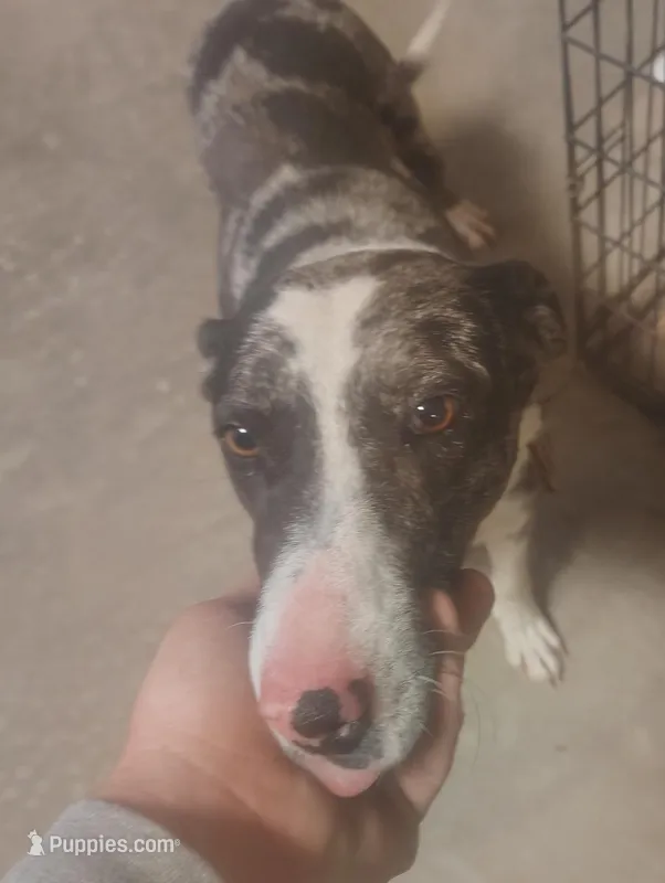 Taz – Border Collie, Catahoula Leopard Dog puppy for sale in Gruver, TX