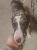 Taz, a female Border Collie and Catahoula Leopard Dog for sale in Gruver, TX – Photo 1 of 3