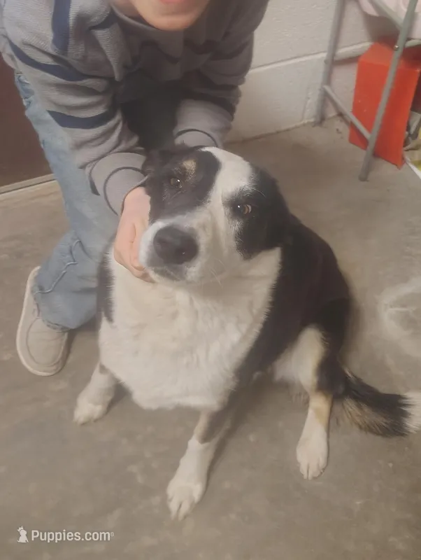 Ace, a male Australian Kelpie and Border Collie for sale in Gruver, TX – Photo 1 of 5