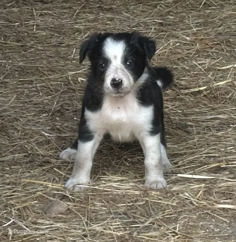 Mitcy – Border Collie puppy for sale in Ponce De Leon, MO
