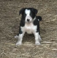 Mitcy, a female Border Collie for sale in Ponce De Leon, MO – 1 of 3