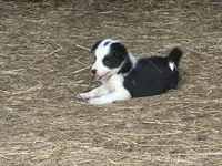 Sassy , a female Border Collie for sale in Ponce De Leon, MO – 3 of 3