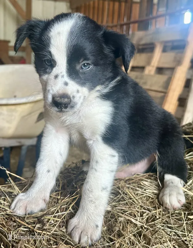 Buster – Border Collie puppy for sale in Ponce De Leon, MO