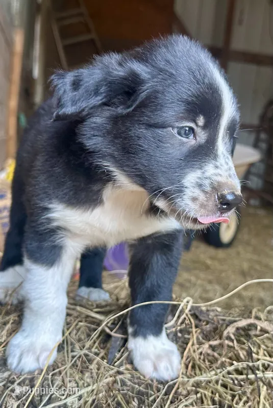 Fred – Border Collie puppy for sale in Ponce De Leon, MO