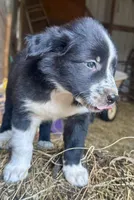 Fred, a male Border Collie for sale in Ponce De Leon, MO – 1 of 3