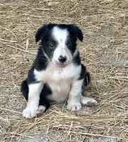 Mitcy, a female Border Collie for sale in Ponce De Leon, MO – 2 of 3