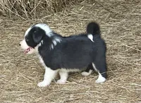 Sassy , a female Border Collie for sale in Ponce De Leon, MO – 2 of 3