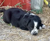 Mesa, a male Border Collie for sale in Ponce De Leon, MO – 2 of 3