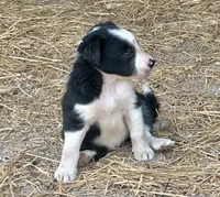 Mitcy, a female Border Collie for sale in Ponce De Leon, MO – 3 of 3
