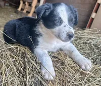 Fred, a male Border Collie for sale in Ponce De Leon, MO – 2 of 3