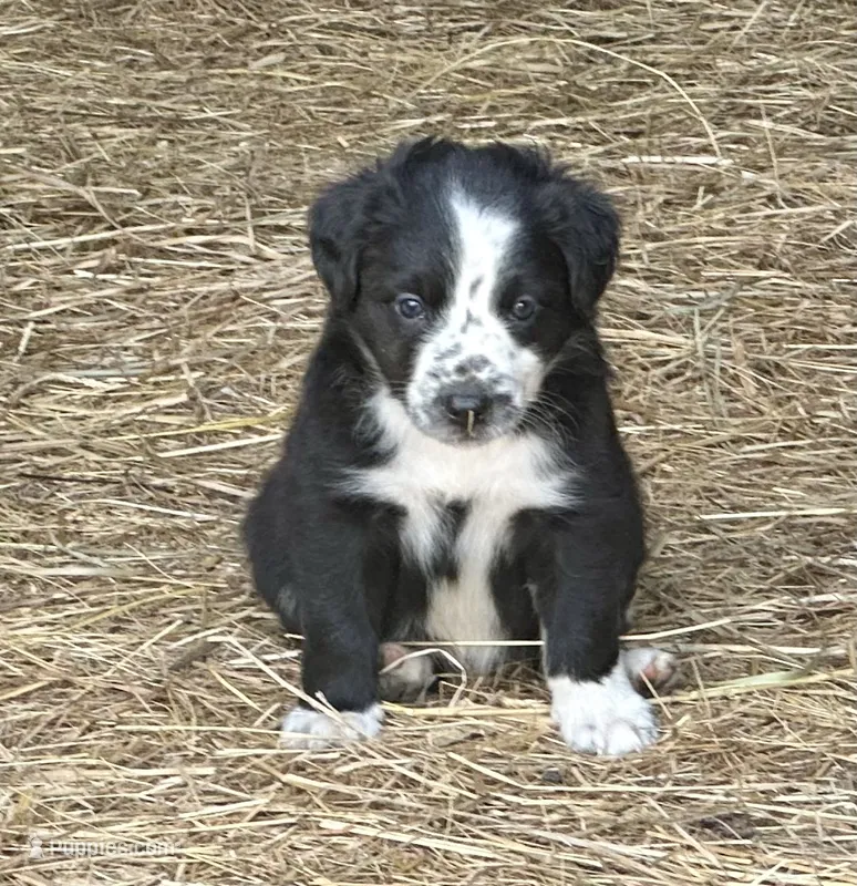 Mesa – Border Collie puppy for sale in Ponce De Leon, MO