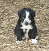 Mesa, a male Border Collie for sale in Ponce De Leon, MO – 1 of 3