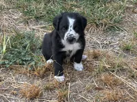 Mesa, a male Border Collie for sale in Ponce De Leon, MO – 3 of 3