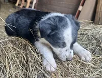 Fred, a male Border Collie for sale in Ponce De Leon, MO – 3 of 3