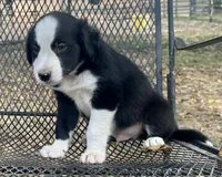 Buster, a male Border Collie for sale in Ponce De Leon, MO – 2 of 2