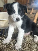 Buster, a male Border Collie for sale in Ponce De Leon, MO – 2 of 2