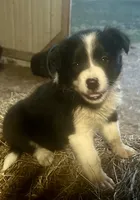 Mite, a female Border Collie for sale in Ponce De Leon, MO – 3 of 3