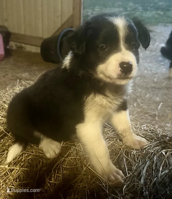 Mite – Border Collie puppy for sale in Ponce De Leon, MO