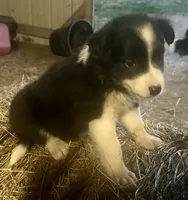 Mite, a female Border Collie for sale in Ponce De Leon, MO – 2 of 3