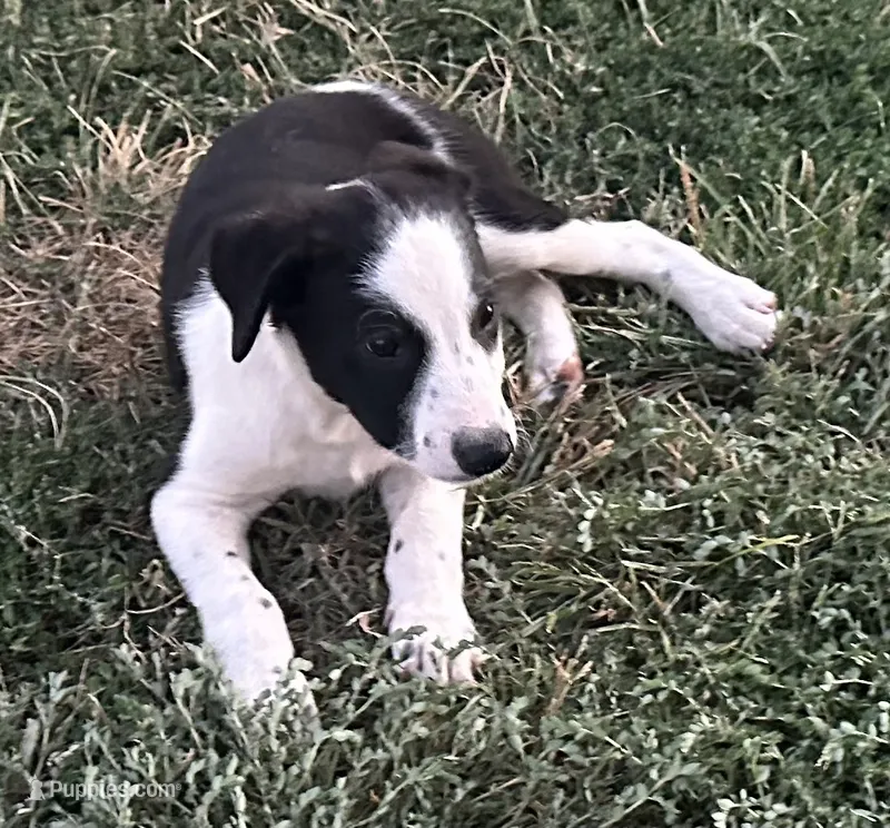 Pete – Border Collie puppy for sale in Ponce De Leon, MO