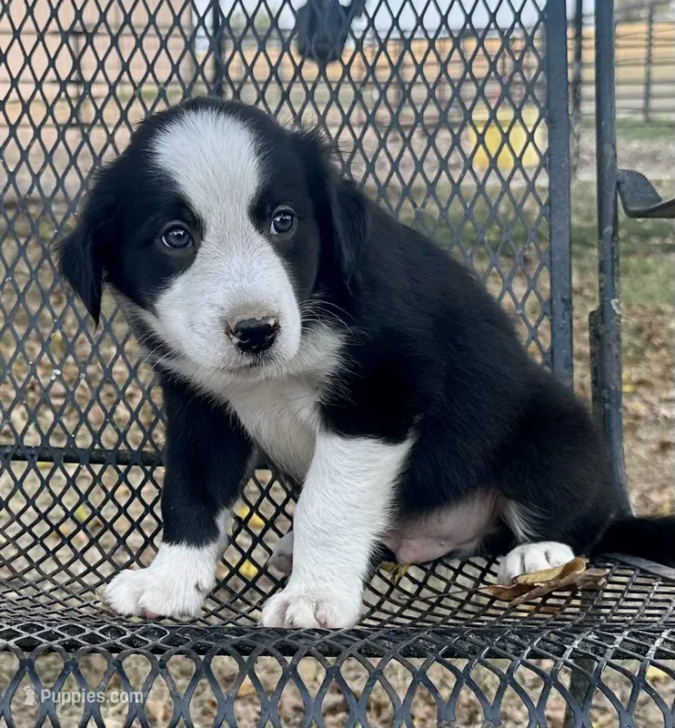 Buster – Border Collie puppy for sale in Ponce De Leon, MO