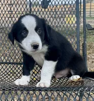 Buster, a male Border Collie for sale in Ponce De Leon, MO – 1 of 2