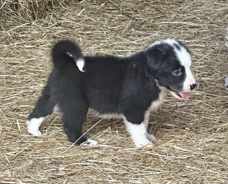 Sassy  – Border Collie puppy for sale in Ponce De Leon, MO