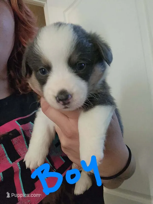Boy 2 – Pembroke Welsh Corgi puppy for sale in Cartersville, GA
